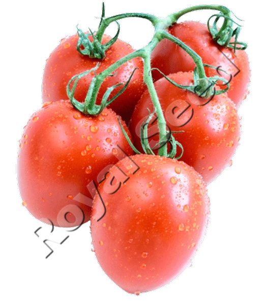 Susana F1 tomato variety from Royal Seed