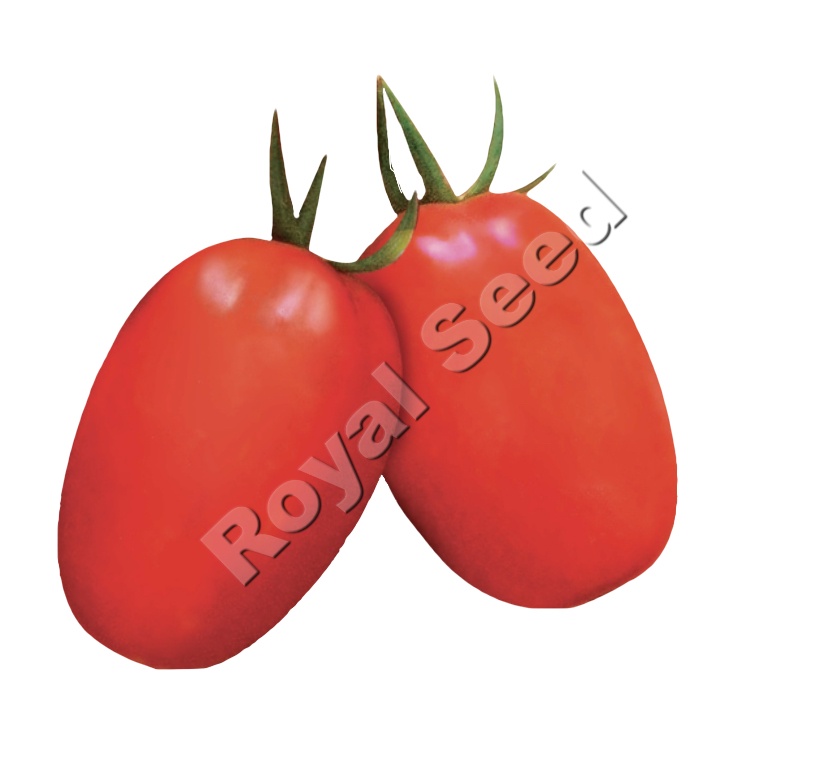 Harmony  F1 tomato variety from Royal Seed