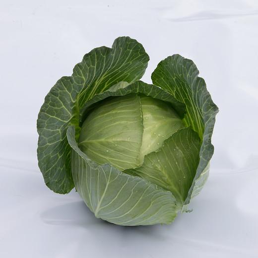 Escazu F1 new hybrid cabbage variety from Royal Seed Kenya