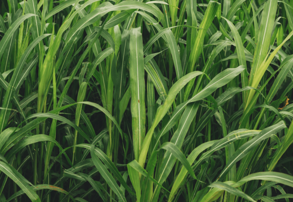 Sudan grass variety from Royal Seed