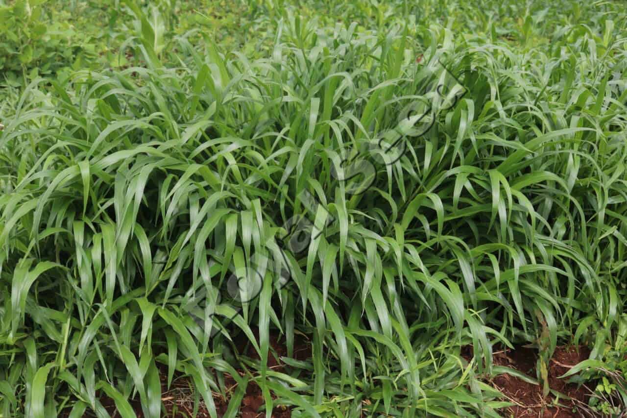 Brachiaria Grass variety from Royal Seed
