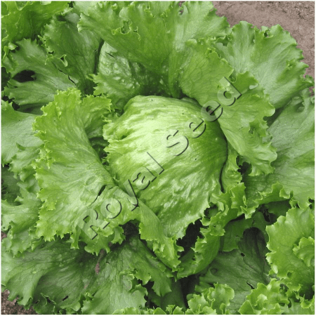 Great Lakes Lettuce variety from Royal Seed