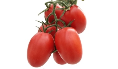 Vibrant Tomato – Premium Tomato Seeds from Royal Seed
