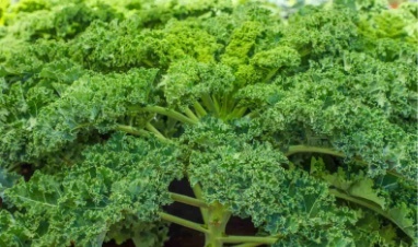 Malkia kale Variety from Royal Seed’s Latest Range