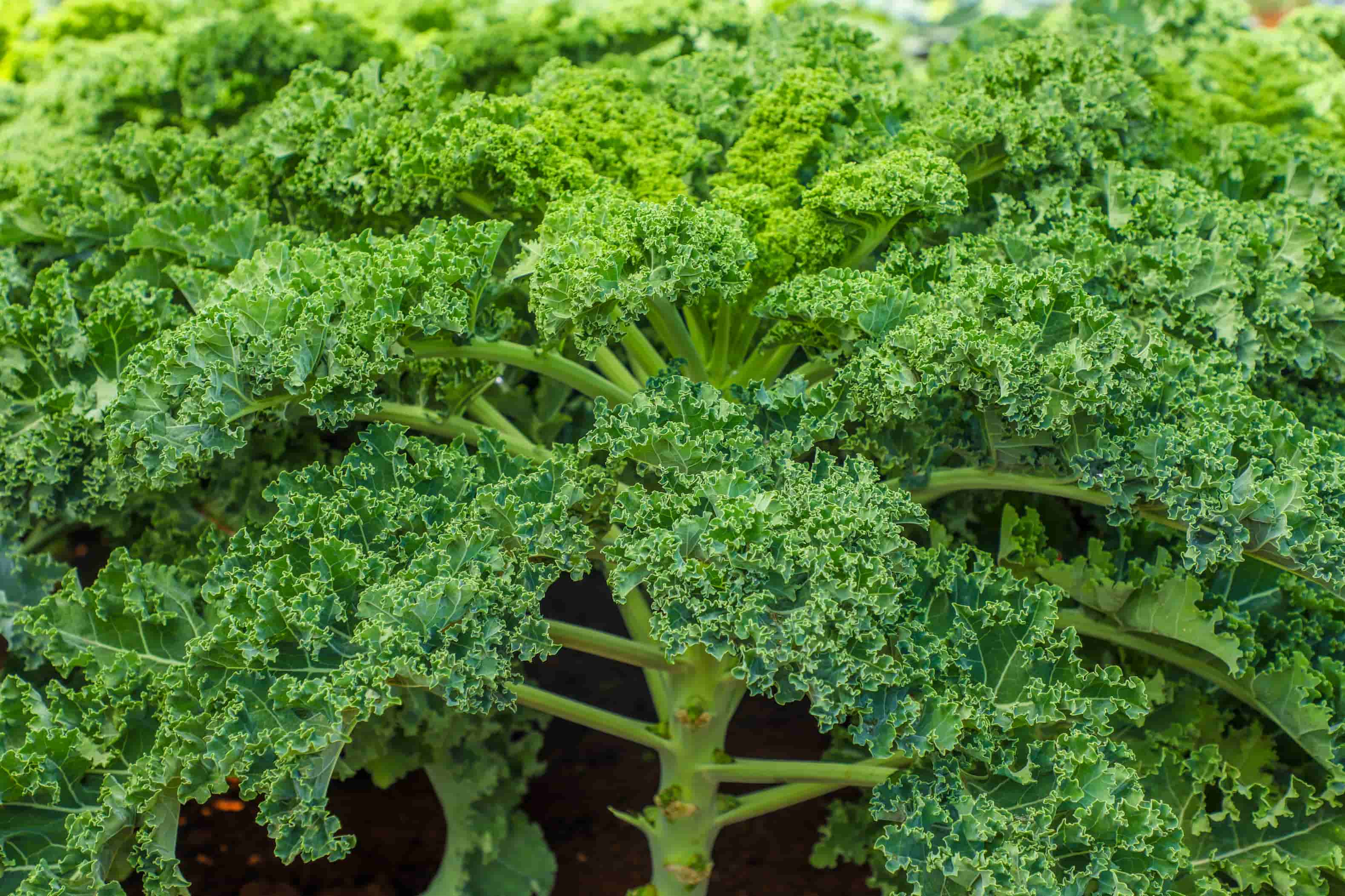 Malkia kale Variety from Royal Seed’s Latest Range