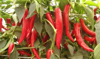 Saidah hot pepper  from Royal Seed’s Latest Range