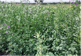 Lucern/Alfafa Variety from Royal Seed