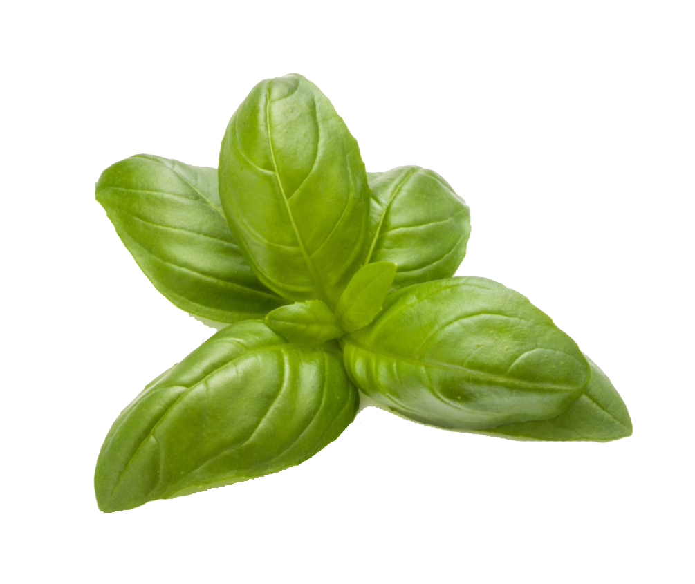 Sweet Basil herb variety from Royal Seed