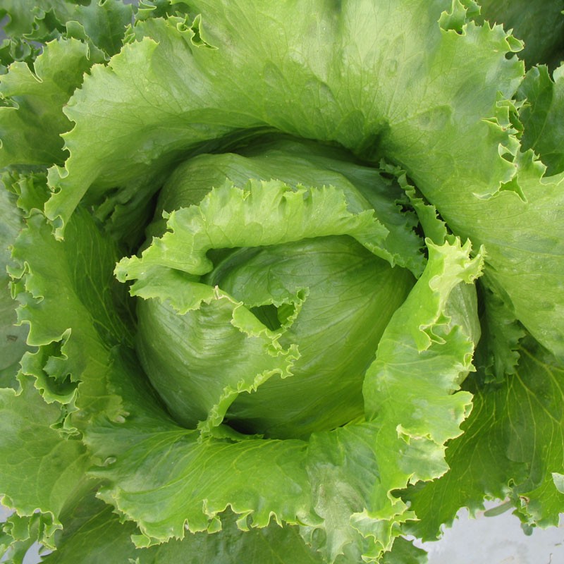 Crisp Lettuce - Fast-Growing Lettuce Seeds for Fresh Salads from Royal Seed