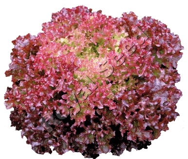 Tuska F1 lettuce variety form royal seed