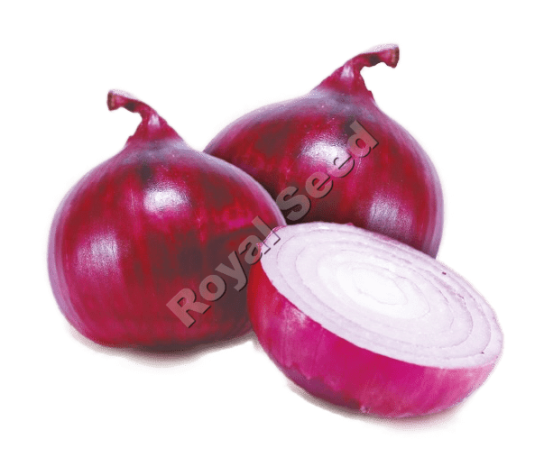Super Yali red onion variety with excellent shelf life and deep red pungent bulbs 