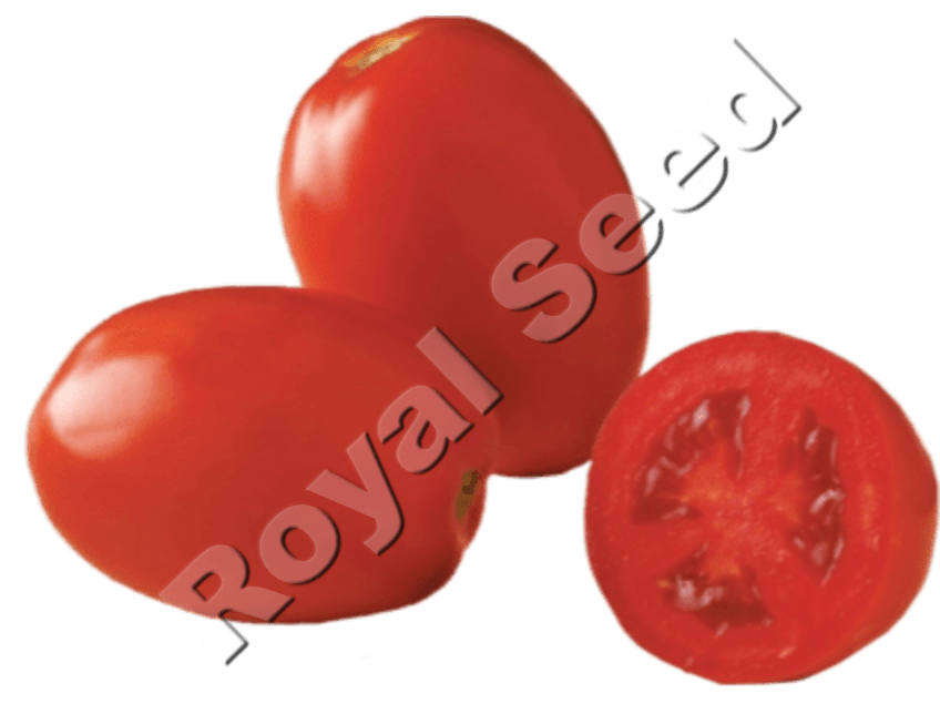 Cal-J reliable determinate OPV tomato seeds for open field farming