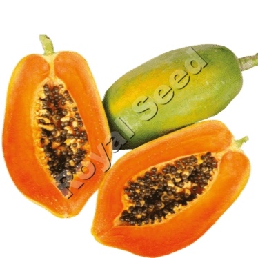 Red Royale F1 vigorous hybrid papaya with virus tolerance and consistent 2kg fruit size