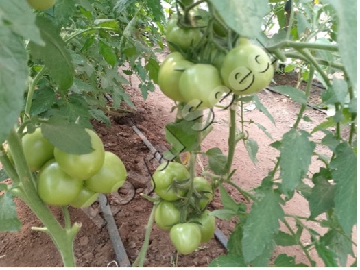 Royal Seed  Hope House Babies Home E.S.G