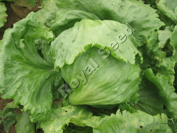 Ludimilla Lettuce variety from Royal Seed