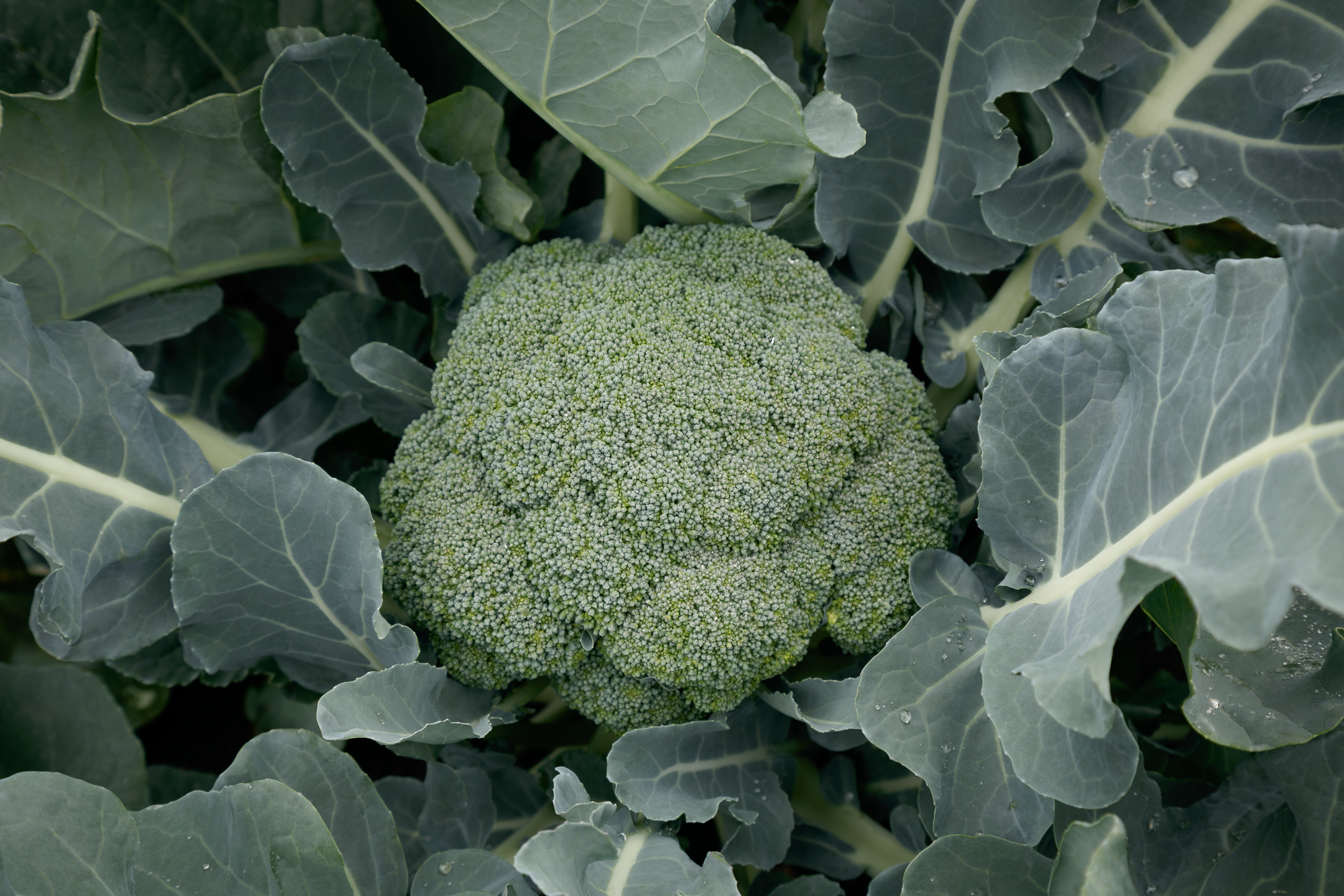 Green Pia Brassica variety from Royal Seed