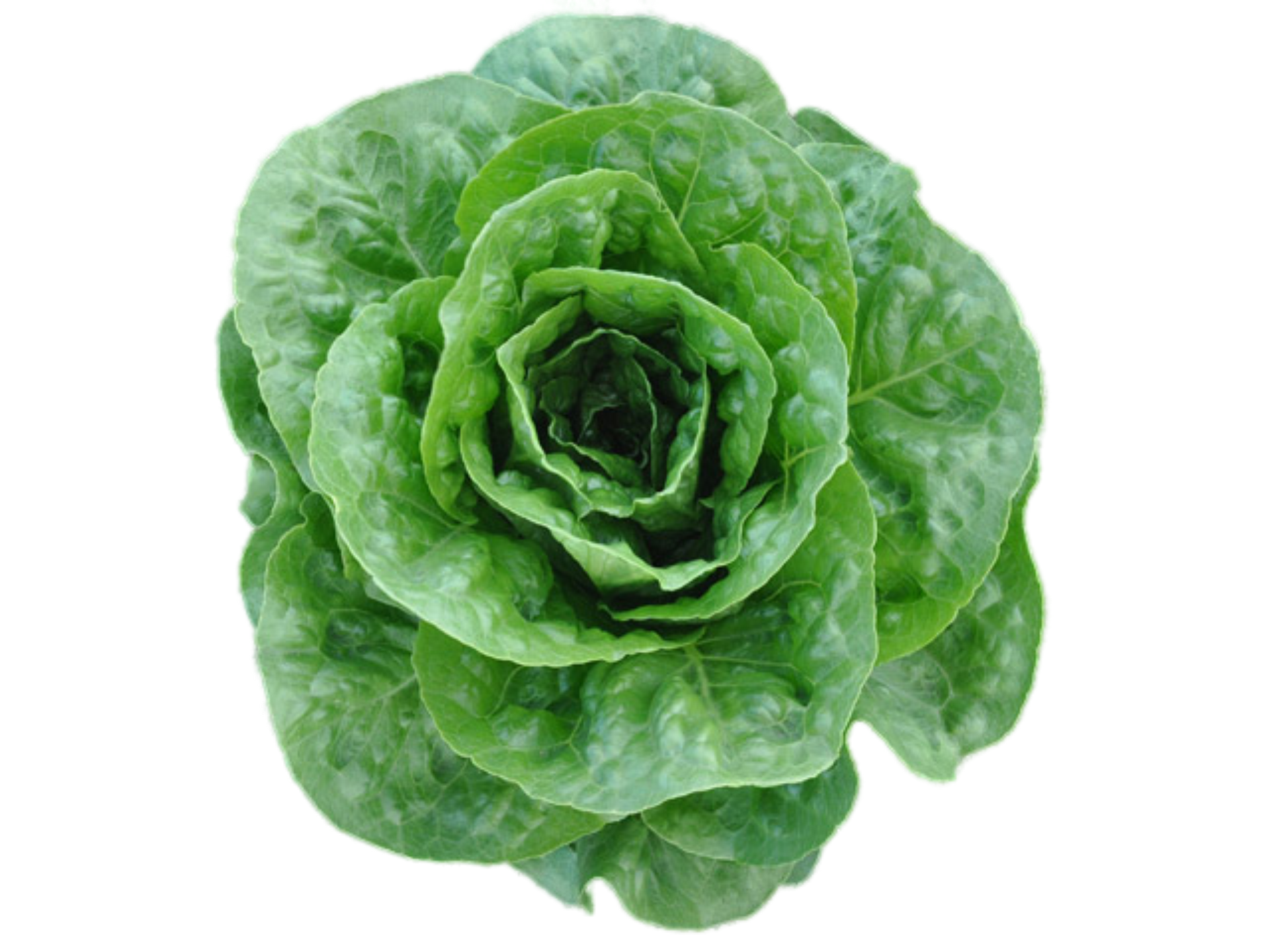 Corbana Lettuce variety from Royal Seed