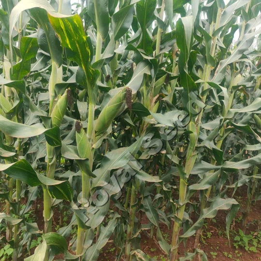 Maize RS 5101 high yield maize variety from Royal Seed Kenya