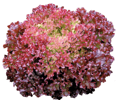 Tuska Lettuce Variety from Royal Seed’s Latest Range