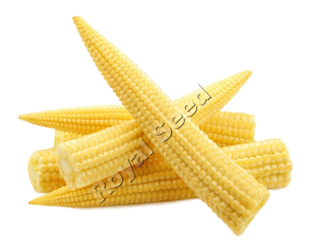 SG 18 baby corn variety from Royal Seed Kenya