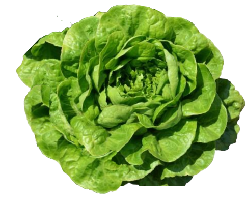 Lobela Lettuce Variety from Royal Seed’s Latest Range