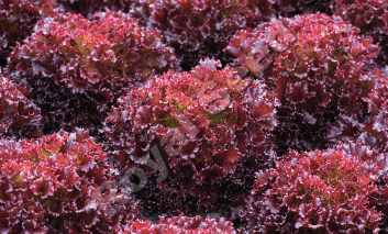 Claragio F1 Lettuce variety from Royal Seed