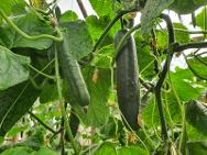 GS 18 415 F1 Cucumber variety from Royal Seed