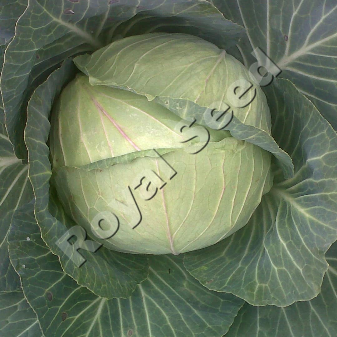 Pretoria F1 heat tolerant hybrid cabbage for medium to low altitude farming in Kenya