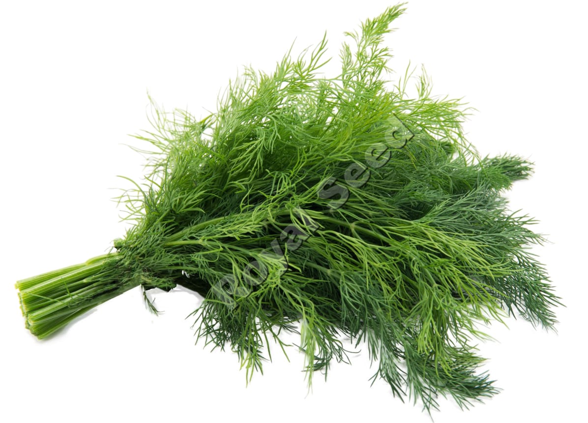 Dill dukat herb variety for Royal Seed