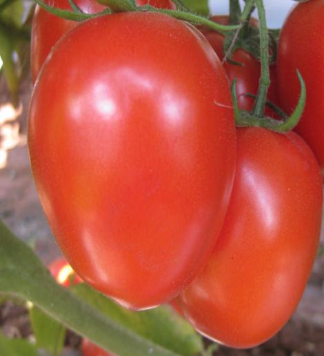 Terminator F1 tomato variety from Royal Seed