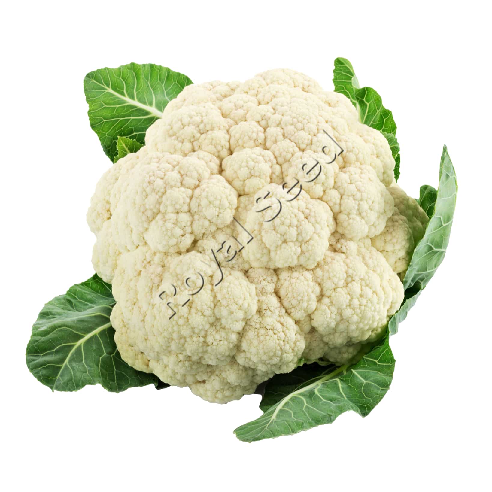 White Fortress F1 hybrid cauliflower with 1kg heavy dense curds and wide agro-ecological zone adaptation