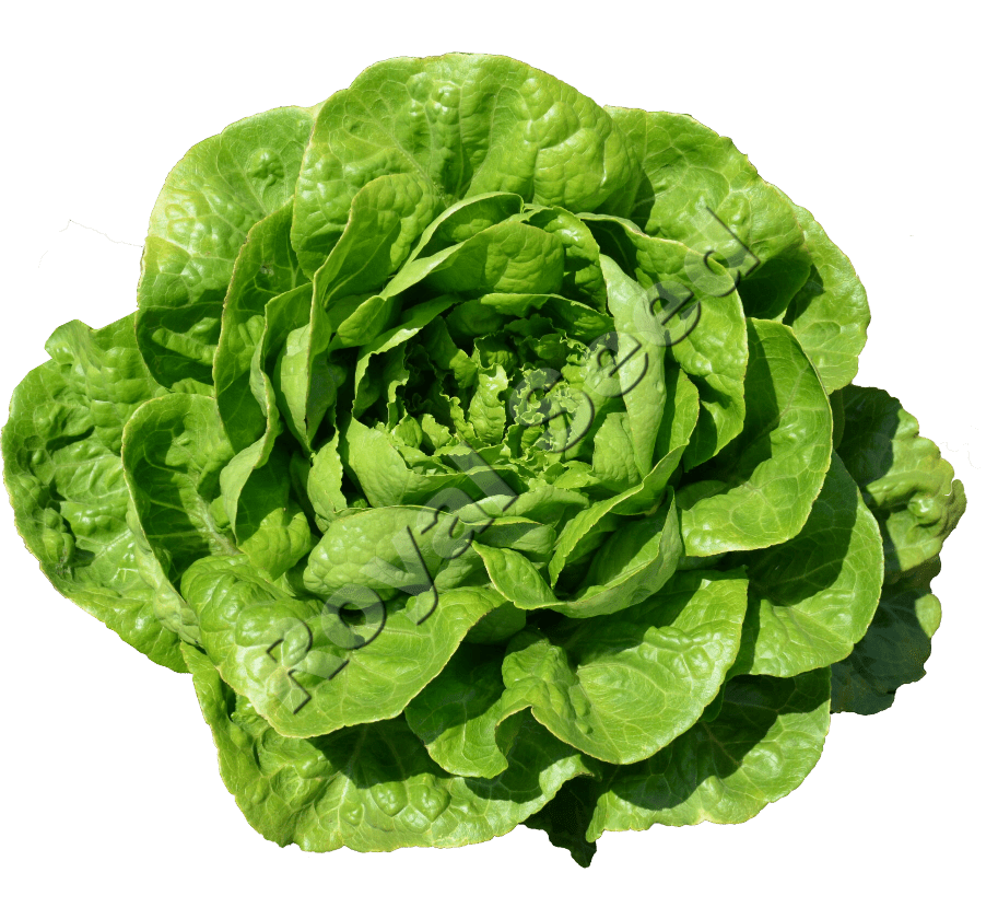 Lobela Lettuce Variety from Royal Seed’s Latest Range