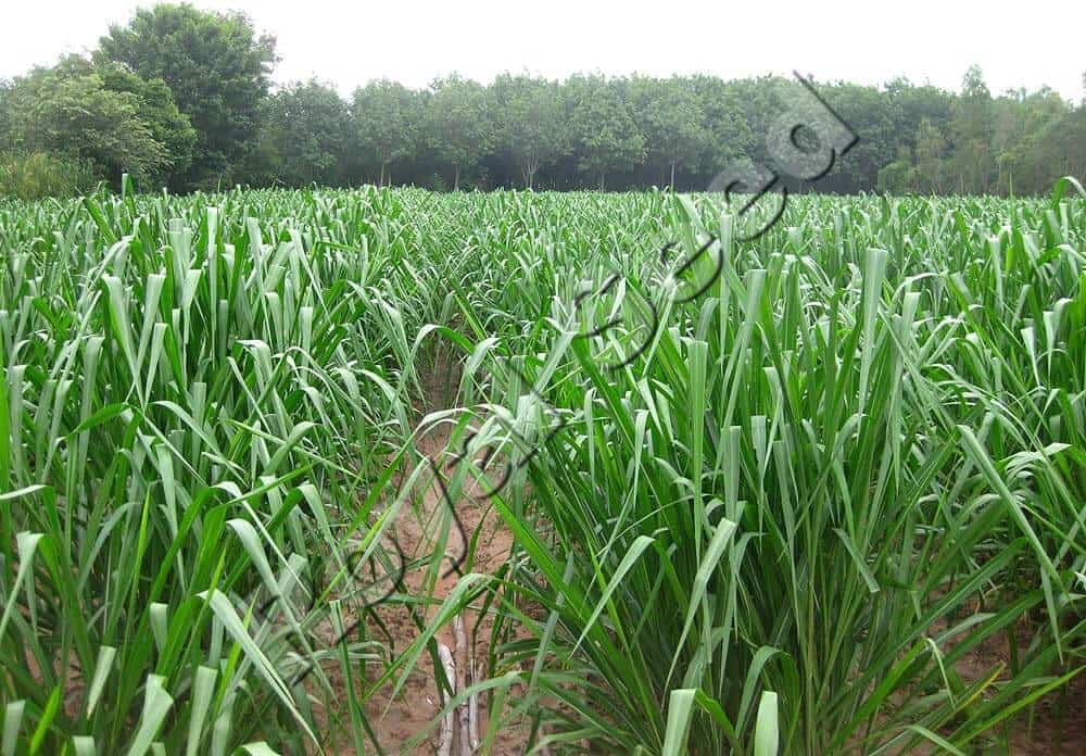 Mombaca grass variety from Royal Seed
