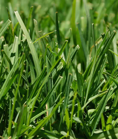 Kikuyu grass variety from Royal Seed