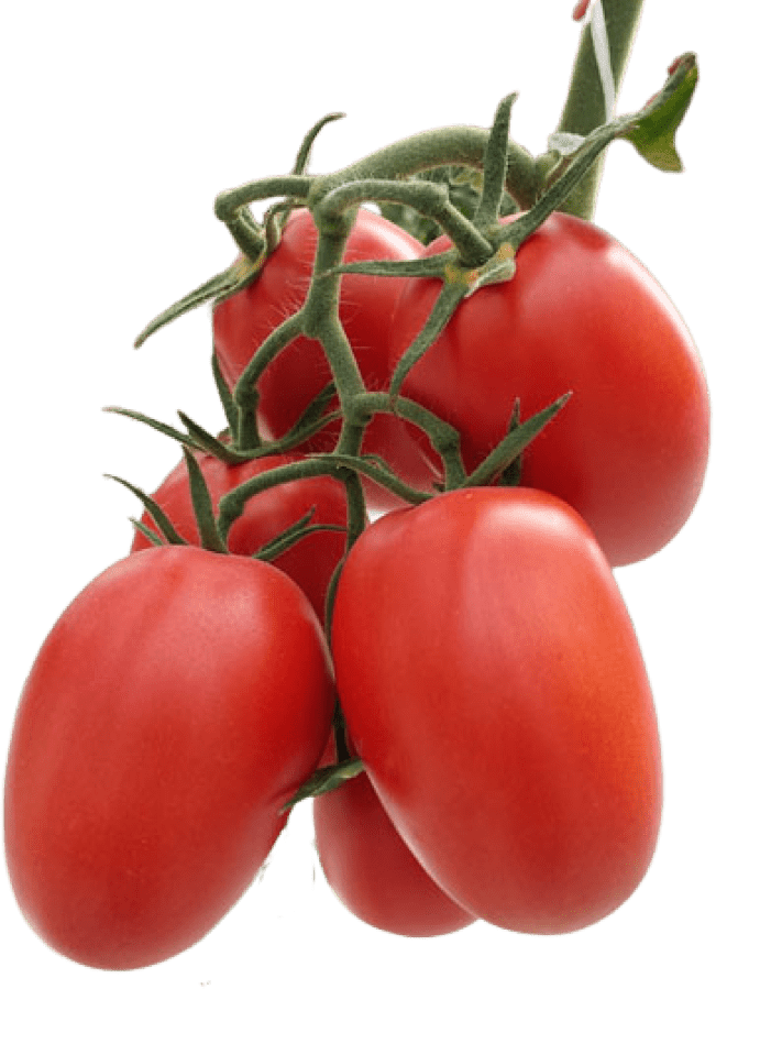 Vibrant Tomato – Premium Tomato Seeds from Royal Seed