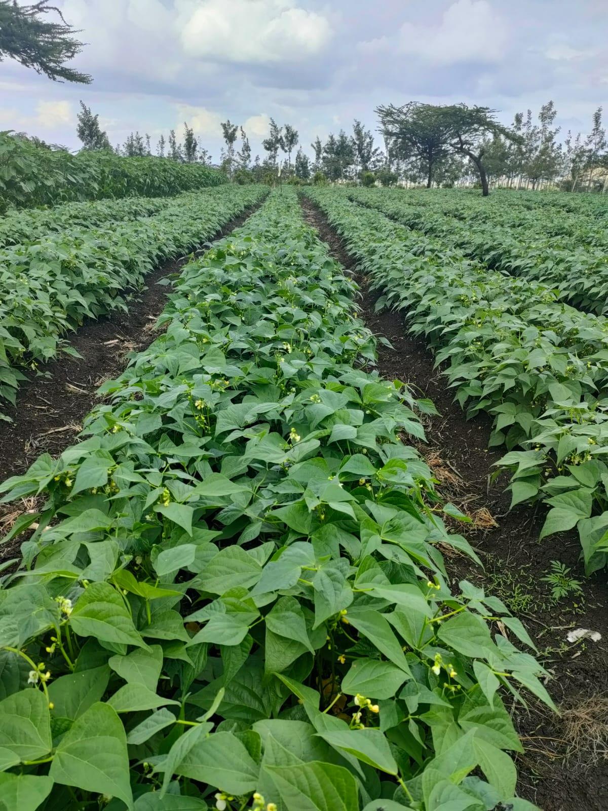 Kingfisher French Bean Variety from Royal Seed