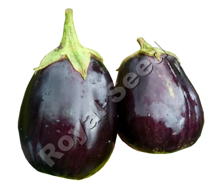 Black Beauty Eggplant variety from Royal Seed