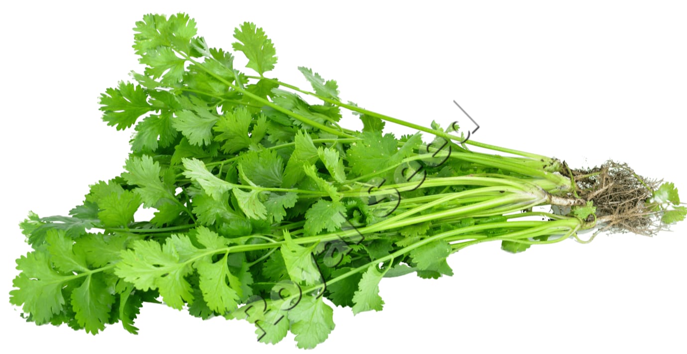 Diverse Herbs – Quality Herb Seeds from Royal Seed