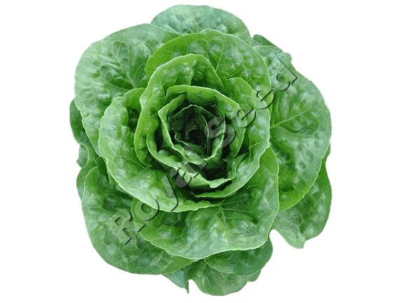 Corbana Lettuce variety from Royal Seed