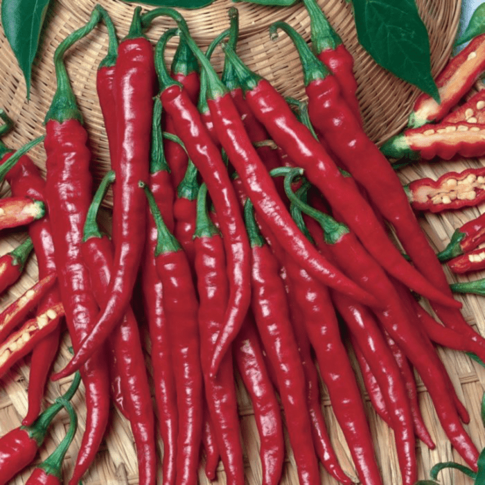 Long Cayenne hot pepper variety from Royal Seed