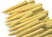 SG 18 baby corn variety from Royal Seed