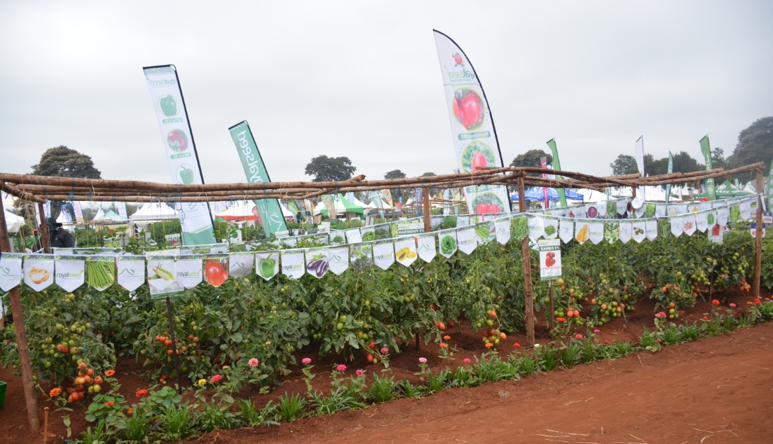 Royal Seed participating in wambugu Act 2026
