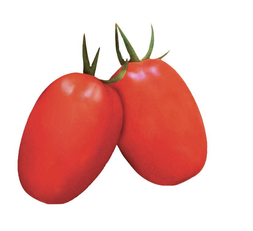 Harmony F1 tomato variety from Royal Seed