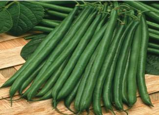 Boston French Bean Variety from Royal Seed