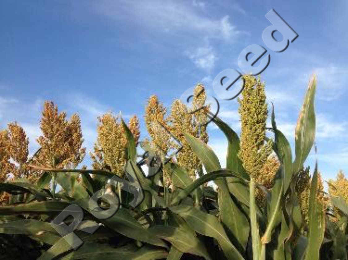 Sorghum forage variety from Royal Seed