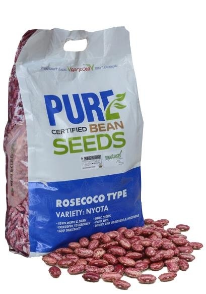 Nyota Beans  bean Variety from Royal Seed’s Latest Range