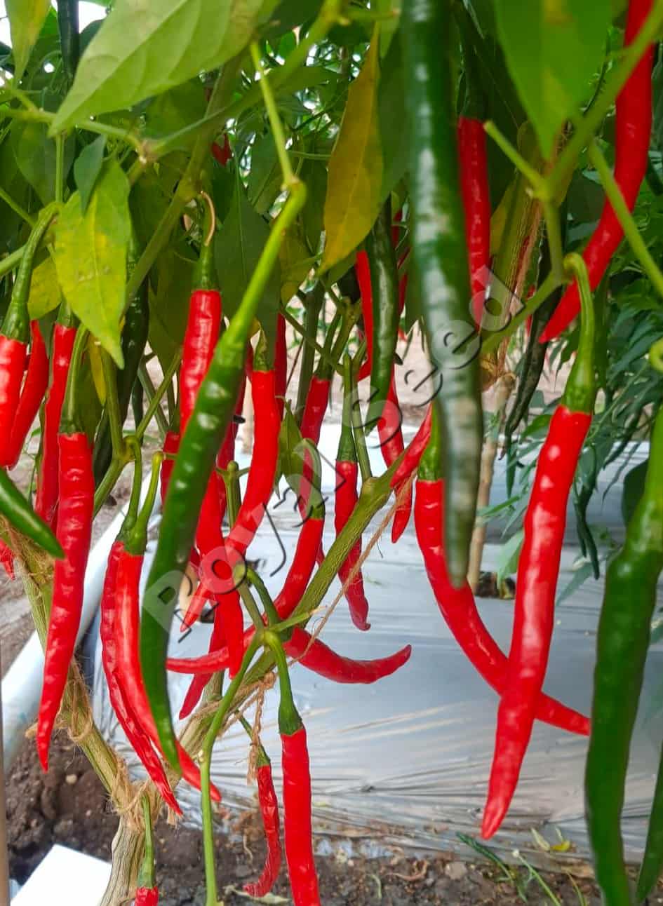 Faida F1 hybrid  pepper from Royal Seed Kenya for fresh market 