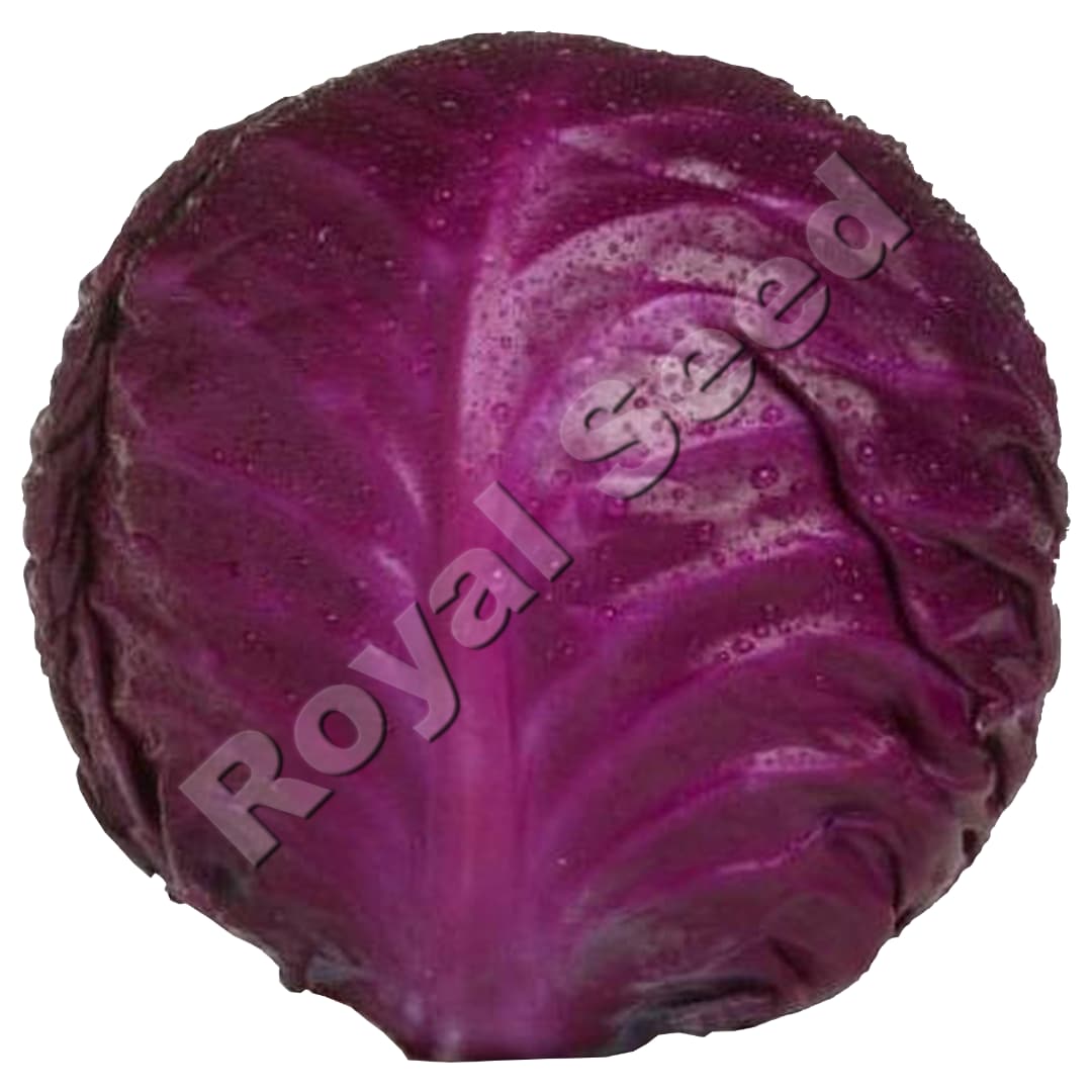 Kifaru F1 red cabbage hybrid with firm uniform heads and Fusarium Yellow resistance