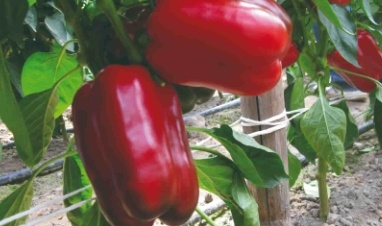 Balta F1 Sweet Pepper Variety from Royal Seed’s Latest Collection