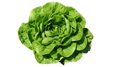 Crisp Lettuce - Fast-Growing Lettuce Seeds for Fresh Salads from Royal Seed